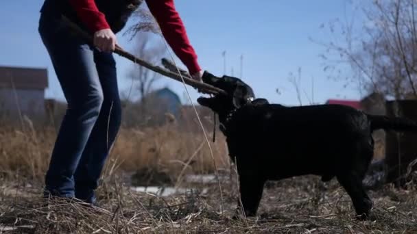 Bir sopa ile büyük bir siyah köpek güneşin sarı çim çerçevede bir sokakta oynayan adam. 4k, 3840 x 2160 — Stok video