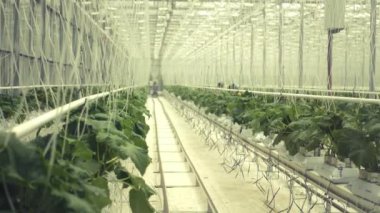 Taze salatalık satırlarla büyük ışık sera. 4k, 3840 x 2160. HD