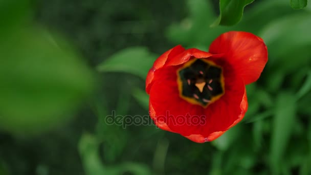 Close up 4k. schöne rote Tulpe auf einem Hintergrund aus grünem Gras mit Blick von oben. — Stockvideo