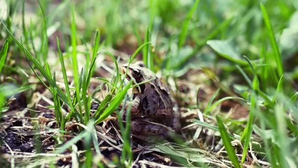 Grenouille assise dans l'herbe regardant le côté, gros plan. Ralenti plein hd 1080p — Video