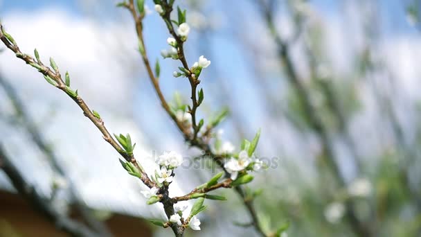 Spring branches of apple tree with young beautiful white flowers against the sky. Slow motion full hd 1080p — Stock Video