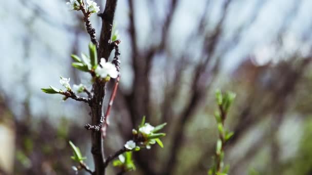 Las ramas primaverales del manzano en forma de las flores hermosas blancas. cámara lenta completo hd 1080p — Vídeos de Stock