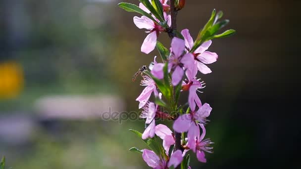 黄蜂飞和漂亮的粉红色的花上采集花粉。慢动作全部高清 1080p — 图库视频影像