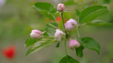 Bir elma ağacının yaprakları dal güzel ihale pembe çiçekler. Full Hd 1920 x 1080.