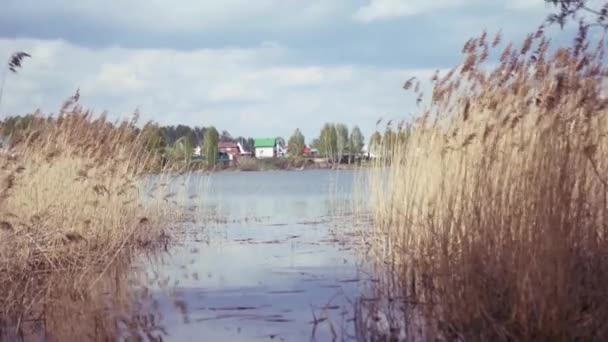 Gele oren in het water ontwikkelen in de wind, weerspiegelt de hemel in het water. 4k — Stockvideo