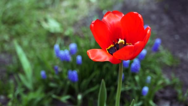 En vacker röd tulpan mot bakgrund av grönt gräs och blå blommor wobblar i vinden. slowmotion. 1920 x 1080 — Stockvideo