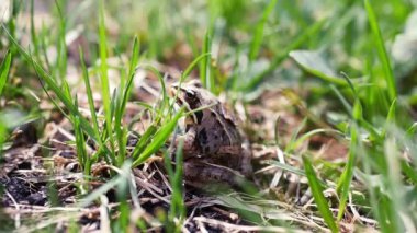 Bir kurbağa otların arasında oturur ve tehlike yaklaşan atlar. Yavaş hareket tam hd 1080p