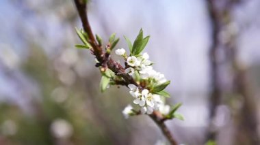 Çiçekli beyaz çiçekli güzel elma ağacı dalı. Slowmotion. HD. 1920 x 1080