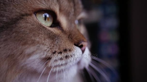 Hermoso gato esponjoso sentado y mirando, reflejo y deslumbramiento en sus grandes ojos. Lento movimiento. HD, 1920x1080 . — Vídeos de Stock