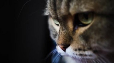 Kabarık bir yetişkin kedi oturan ve bir şey, dikkat yakın çekim. Ağır çekim. HD, 1920 x 1080.