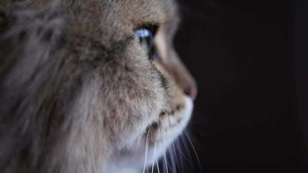 Un chat adulte moelleux assis couvre ses yeux, s'endort, la pupille attrape des reflets et des reflets par la fenêtre. Lenteur de la motion. En Haute Qualité, 1920x1080 .