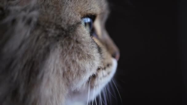 Un gato adulto mullido sentado cubre sus ojos, se duerme, la pupila capta reflejos y deslumbramiento desde la ventana. Lento movimiento. HD, 1920x1080 . — Vídeos de Stock