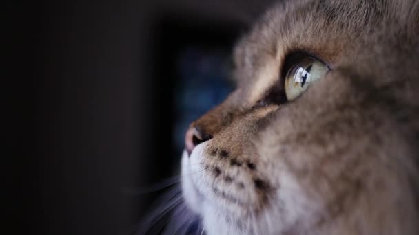 Un hermoso gato esponjoso mira hacia adelante, en sus ojos se refleja la luz de la ventana. Lento movimiento. HD, 1920x1080 . — Vídeo de stock