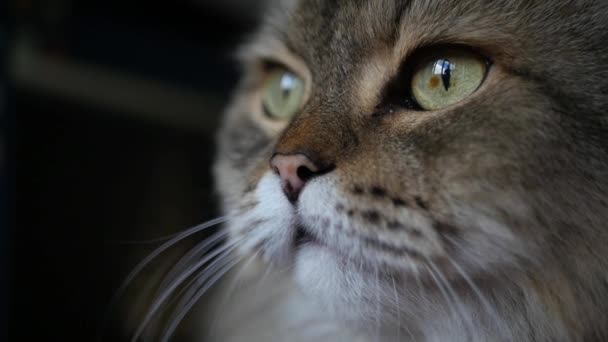 depositphotos_155980590-stock-video-satisfied-cat-sitting-opposite-the.jpg
