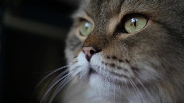 Satisfied cat sitting opposite the window looking at the sides, close-up face. SLOW MOTION. HD, 1920x1080. — Stock Video