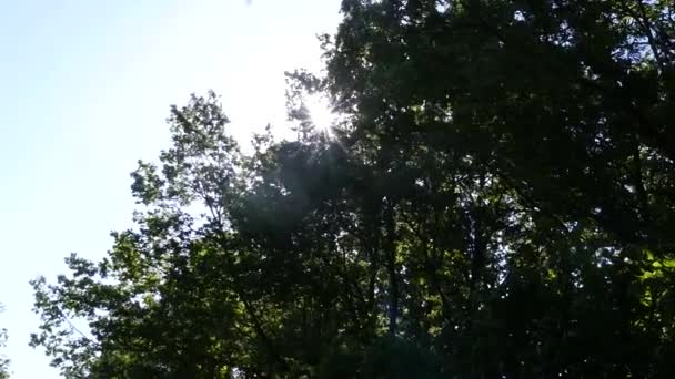 Güneş ışınlarının ağaçları yeşil yeşillik ile yansıtılır. ağır çekim. 1920 x 1080. hd tam. — Stok video