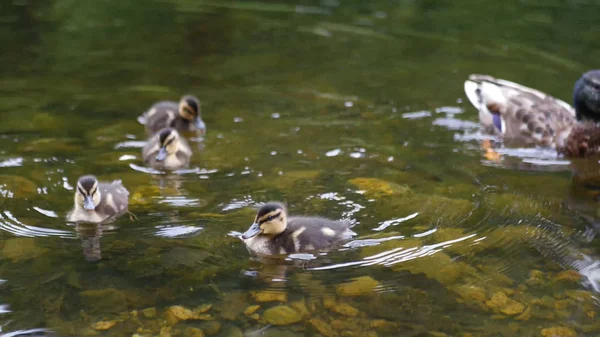 Gölde yüzerken ördeklerle ördek. 1920x1080