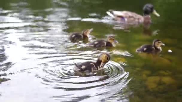 Pato con patitos nadando en el lago. hd completo, 4k — Vídeo de stock