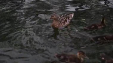 Ördek gölet float berrak su. tam hd, 4k