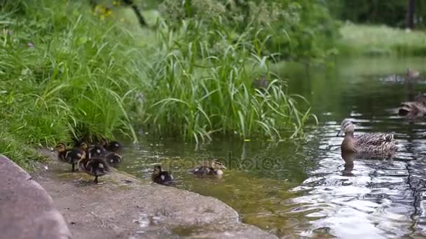 Patrulhas e patos nadam em uma lagoa limpa perto da costa. câmara lenta. 1920x1080. hd completo — Vídeo de Stock