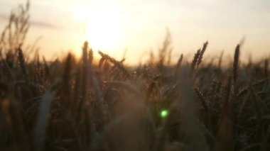 Gün batımında, lens etkisi ile altın buğday üzerinde elini tut. HD, 1920 x 1080. ağır çekim.