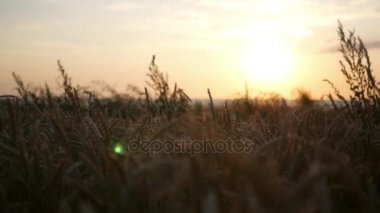 Kız elini günbatımında buğday kulak geçirir. HD, 1920 x 1080. ağır çekim.