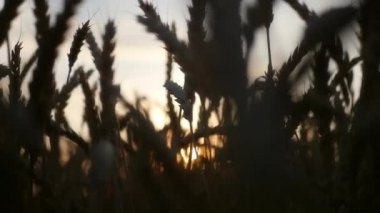 El günbatımında buğday alan dokunmak. HD, 1920 x 1080. ağır çekim.