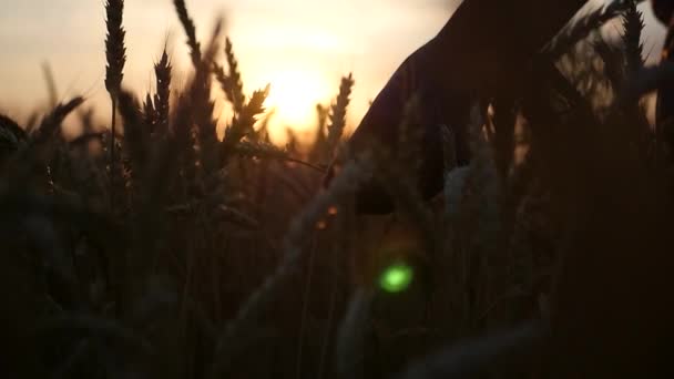 Hold the ear of wheat in the hands in the field against the background of a golden sunset. HD, 1920x1080. slow motion. — Stock Video