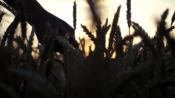 Wheat ears in the hands on the golden sunset. HD, 1920x1080. slow motion. — Stock Video