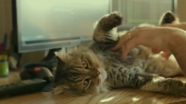 Masaüstü bilgisayar için klavye yerine bir tüylü kedi yatıyor. Slowmotion, 1920 x 1080, hd