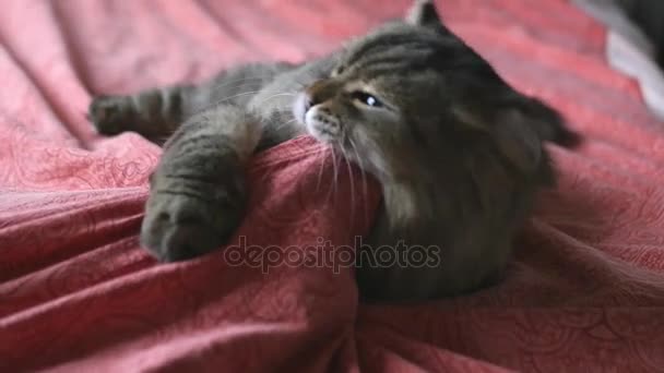 En fluffig katt leker med en hand under slöjan, bita, greppa. Slowmotion, 1920 x 1080, hd — Stockvideo