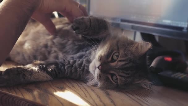 Le chat se trouve sur le bureau, empêche de travailler sur le clavier, l'homme tape le texte sur l'animal. au ralenti, 1920x1080, en haute qualité — Video