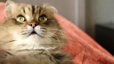 Pofuduk komik kedi sırtında yatıyor, baktı ve kendini yalıyor. HD, 1920 x 1080, ağır çekim.
