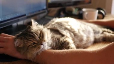 Aile mutlu bir favori yatıyor ve üzerinde çalışırken masada adamın ellerini gürlüyor. 3840 x 2160, 4k