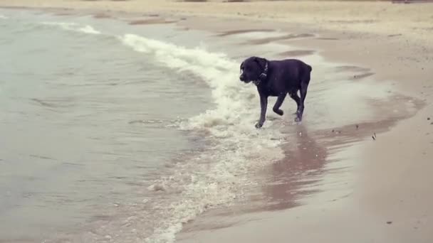 En nöjd svart labrador körs och hoppar vid vattenkanten, skäller på vågorna. HD, 1920 x 1080, Slowmotion. — Stockvideo