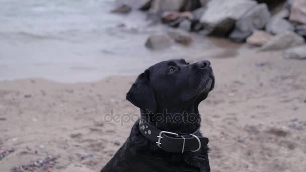 Собака ловит еду на берегу моря. HD, 1920x1080, замедленная съемка . — стоковое видео