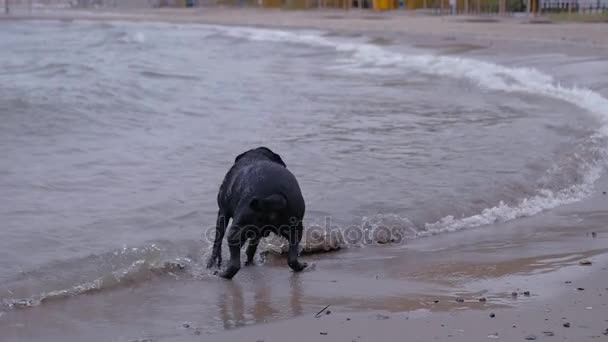 Ein zufriedener schwarzer Labrador rennt und springt an den Wasserrand, bellt die Wellen an, versucht Wasser zu beißen. hd, 1920x1080, Zeitlupe. — Stockvideo