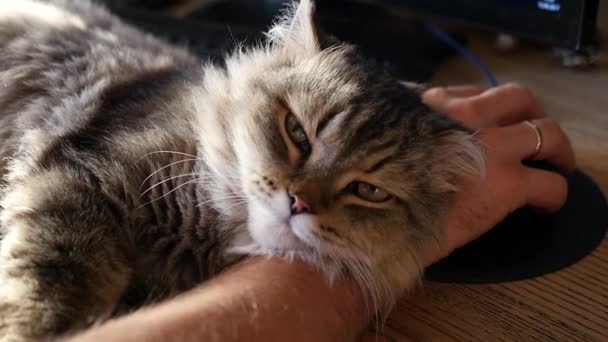 Egy szerető macska gondosan rejlik a kezében az ember, az asztalon, elalszik, és nézi a kamerát. HD, 1920 x 1080, lassú mozgás. — Stock videók