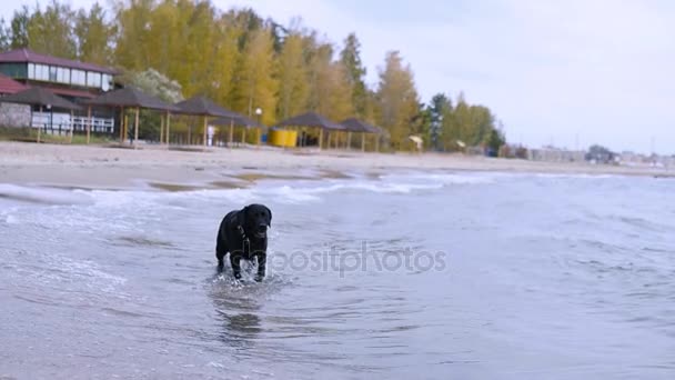 Щасливий і задоволений чорний собака проходить через воду на піщаному пляжі восени. HD, 1920x1080, повільний рух . — стокове відео