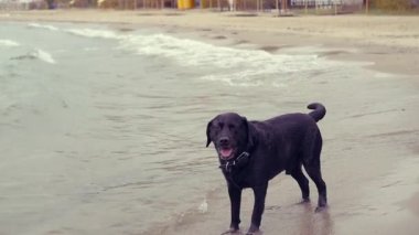Köpek sahilde su sonbaharda, bundan mutluluk bir sürü elde çalışır. HD, 1920 x 1080, ağır çekim.