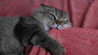 Memnun kedi örtüsünün altında gizli bir el ile oynar, pençeleri tutar, zevkle ısırır. HD, 1920 x 1080, ağır çekim.