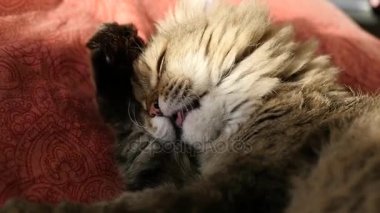 Kabarık kedi yatıyor ve yıkanmış pençe yalıyor. HD, 1920 x 1080, ağır çekim.