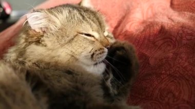 Temiz, yıkar kendini uzun dili yalama kedi. HD, 1920 x 1080, ağır çekim.