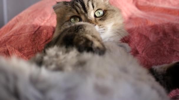 Tevreden kat ligt op de rug, met een buik naar de top, kijken naar de camera. HD, 1920 x 1080, slow-motion. — Stockvideo