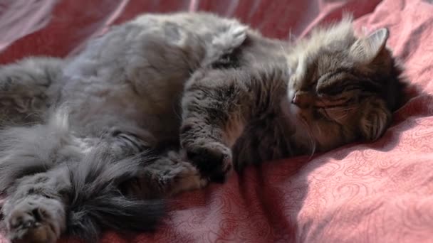 Fluffiga katten sover på sängen på dagtid, vaknar upp och Hd, 1920 x 1080, Slowmotion. — Stockvideo