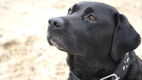 Siyah köpek oturur ve dikkatle, lickens, gıda, Hd bekler görünüyor.