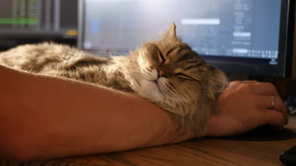 A fluffy contented cat lies on the hands of a beloved host who sits at a table and works on a computer. HD — Stock Photo, Image