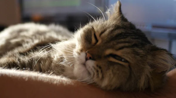 Sevgi dolu bir kedi dikkatle masaüstü adamın ellerini yatıyor, uykuya dalar ve kamera izliyor. HD