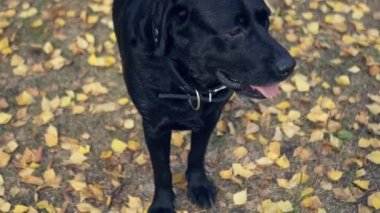 Büyük siyah bir köpek nefes, dil iterek parkta sarı yapraklar üzerinde duruyor. 4k, 3840 x 2160. HD