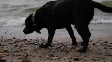 Bir tür kara köpeğin kuyruğu wags, suya yakın kumlu plaj boyunca çalışır, burnunu çekmek, benziyor. 4k, 3840 x 2160, Hd